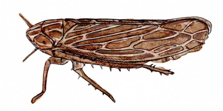 Lifescientific - 4 - cicadelle